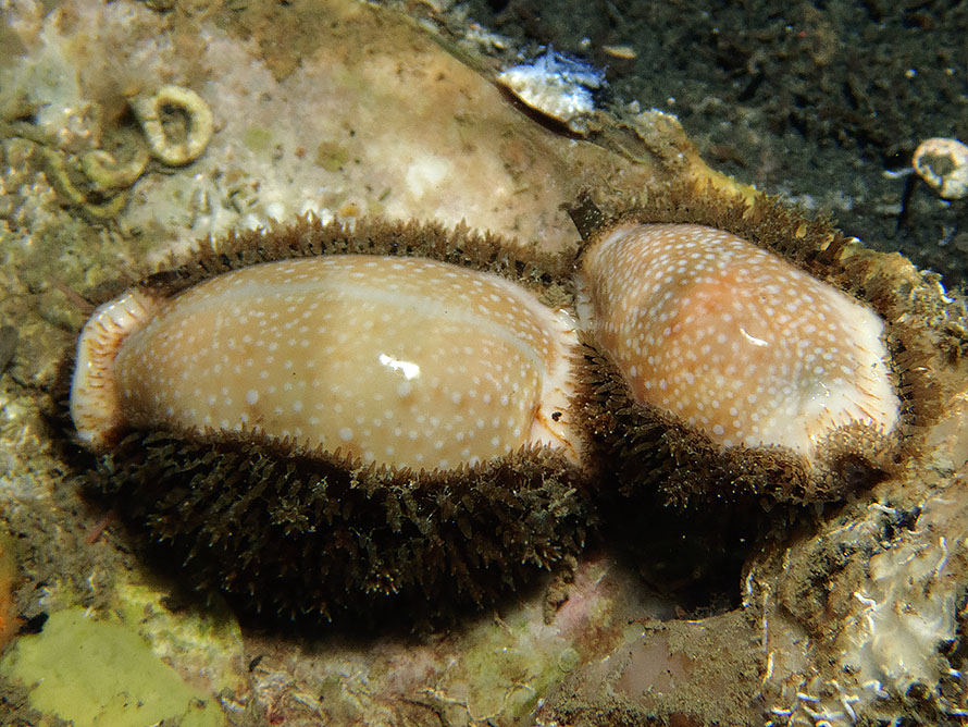 Cypraeidae 01